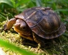 Baby box turtle