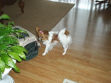 Queen Zoey