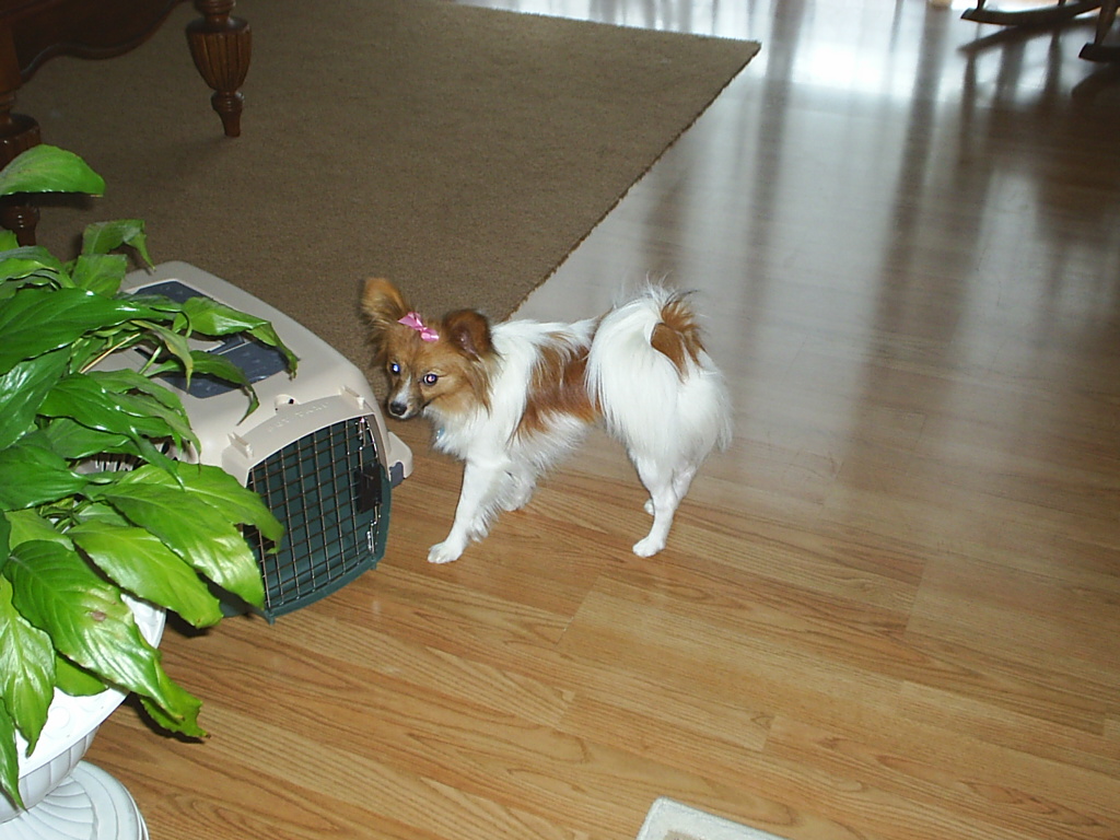Queen Zoey