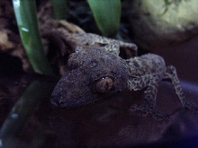 angry u. henkeli