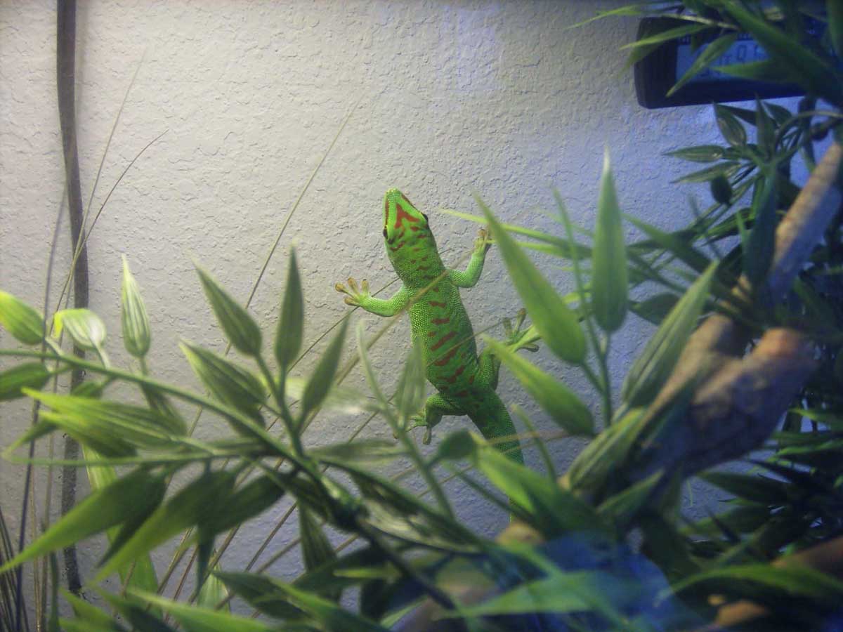 geico wall