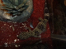 leo