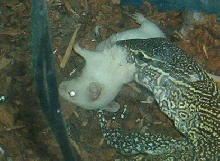 Nimu eating a mouse