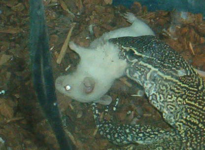 Nimu eating a mouse