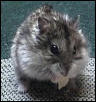 Dusty the Dwarf Hammy