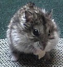 Dusty the Dwarf Hammy