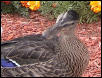 Jack the Mallard Duck