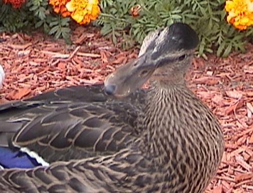 Jack the Mallard Duck