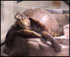 Sunny Turtle ( 3 toed box)