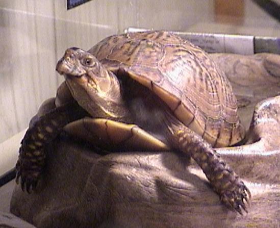 Sunny Turtle ( 3 toed box)