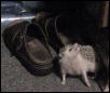 Tiggy Annoiting