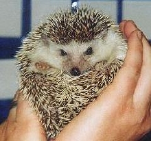 My Tiggy Winkle