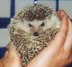 My Tiggy Winkle