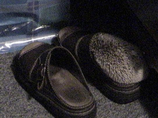 Tiggy in a shoe!