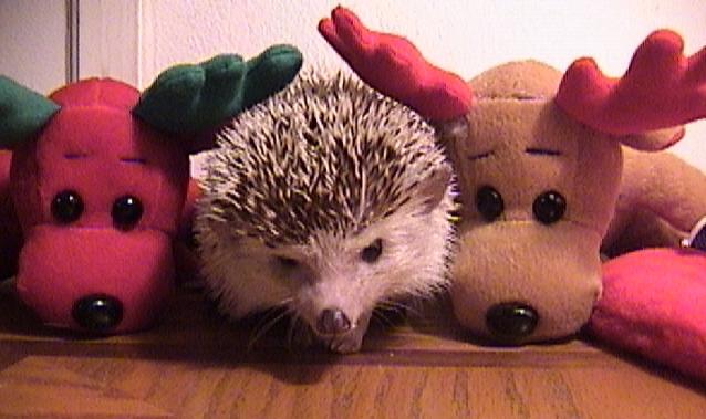 Happy Holidays