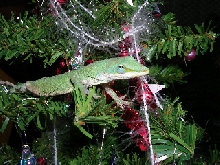 Fern on Mini Christmas Tree