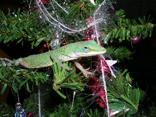 Fern on Mini Christmas Tree