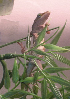 Fern again