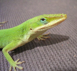 Kevin