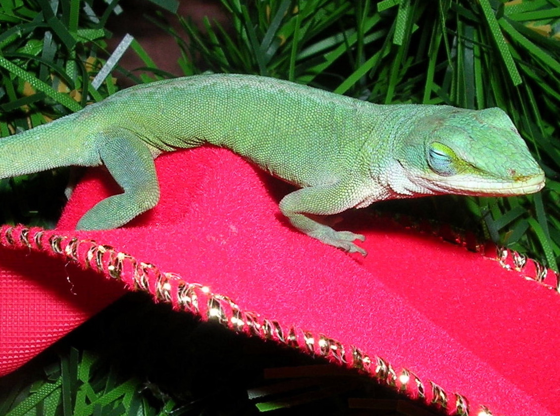 Fern