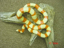 female albino hondo