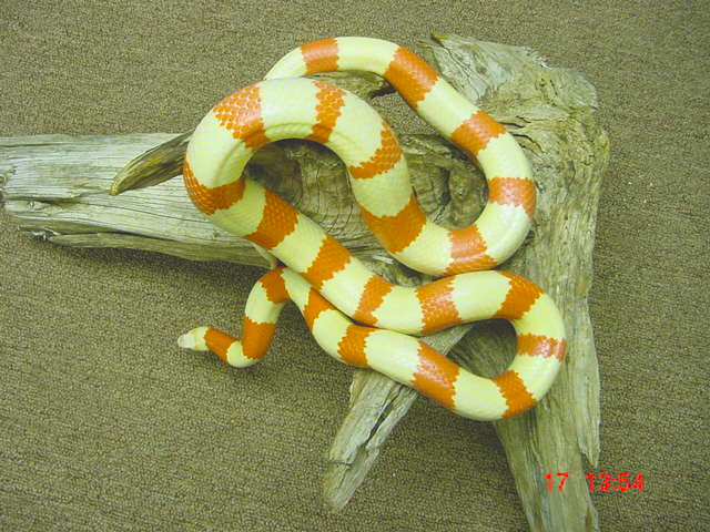 female albino hondo