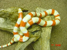 Male albino hondo