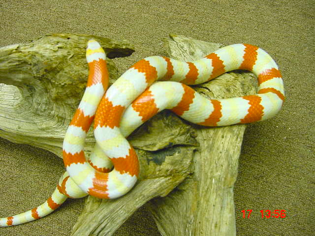 Male albino hondo