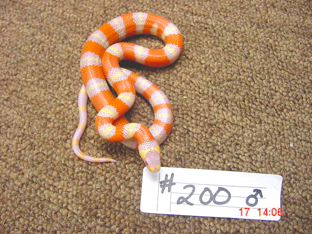 baby male albino hondo