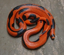 Aberrant Striped Honduran