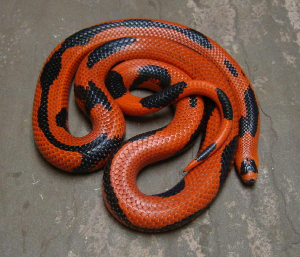 Aberrant Striped Honduran