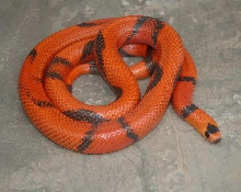 Aberrant Hypo Honduran Female (Greg Moss)