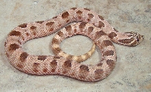 Anaconda male hognose.