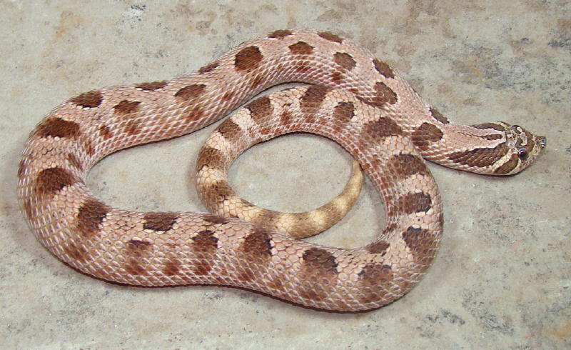 Anaconda male hognose.