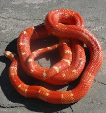Vanishing Albino honduran Female