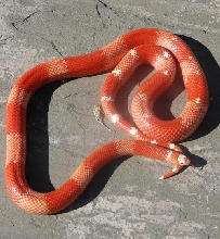 Vanishing Tangerine Albino Tri-color honduran