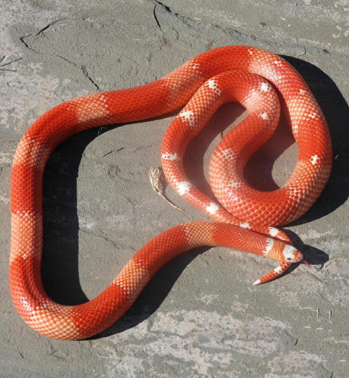 Vanishing Tangerine Albino Tri-color honduran
