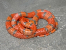 Extreme Hypo Het Anery (Chris)