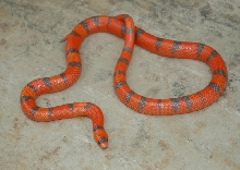 Extreme Hypo Honduran Het Anery (Chris)