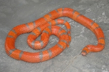 Extreme Hypo Male (Mike Alverrez)