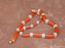 Extreme Tri-colored Hypo Honduran Male