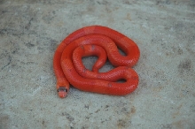 Mike Falcon Vanishing Extreme Honduran Female