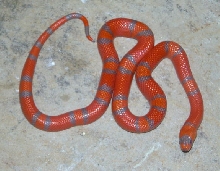 Extreme Hypo Honduran male