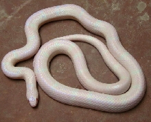 Extreme Triple Homozygous or Quad Homozygous