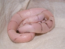 Vanishing Ghost Honduran Female