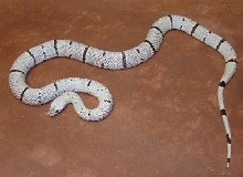Hueco Alterna Female