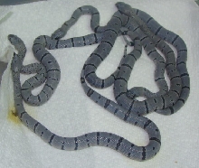 Hueco alterna babies