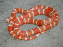 Hybino Honduran Female