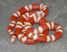 Hybino Honduran Male (Shannon)