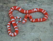 Hybino Male Honduran